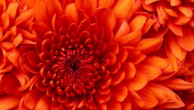 chrysanthemum-20200309142403.jpg CẦN BÁN